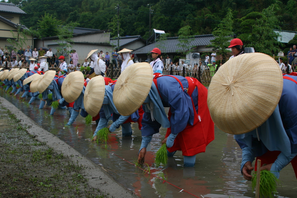 主基齋田的聖米 香川縣中央 內地 Kagawa Culture Compass