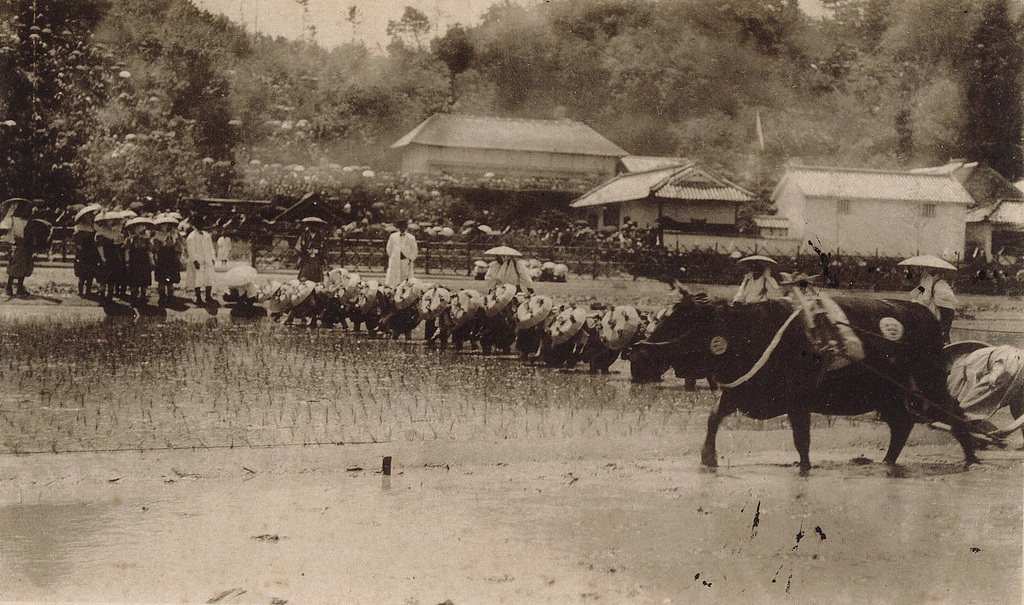 主基齋田的聖米 香川縣中央 內地 Kagawa Culture Compass